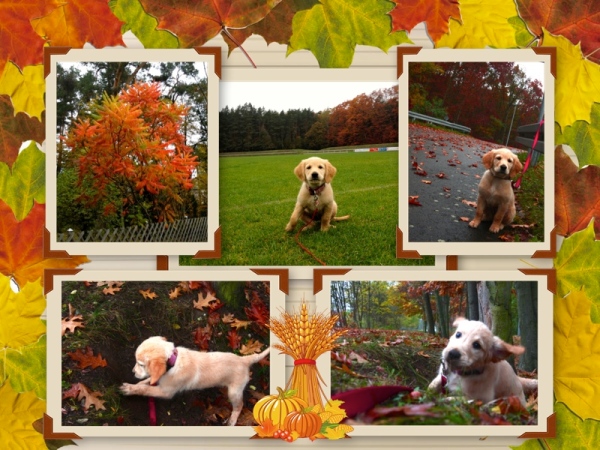 Anna Collage Herbst Autumn Fall Golden Retriever Puppy