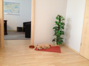 Golden Retriever puppy sleeping in the office