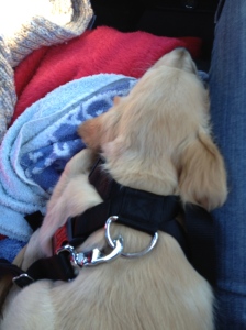 Dog Harness Seat Belt Hunde-Sitzgurt