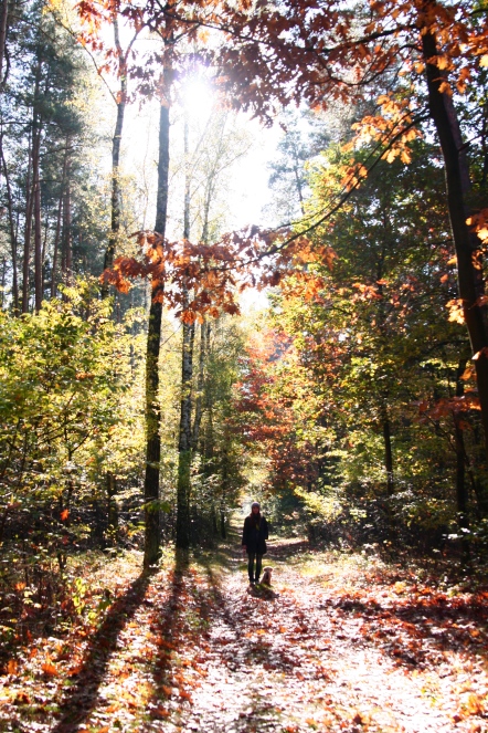 Anna, Forest, Germany, Autumn, Fall, Sun rays, Photography