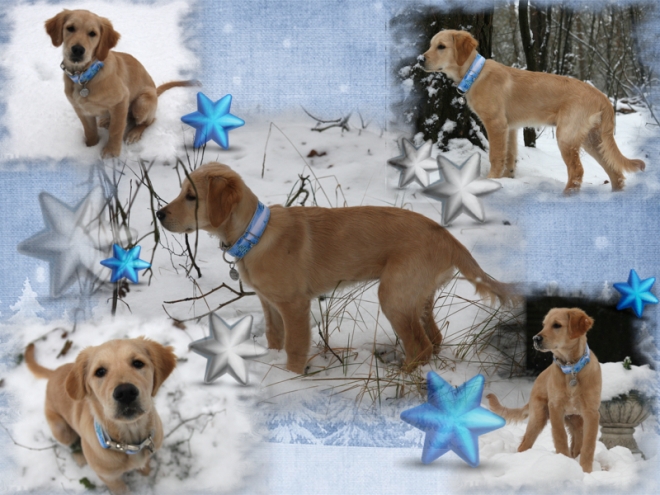 Anna Snow Forest Shooting Collage