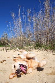 Happy Golden Retriever happy dog at the beach tongue out