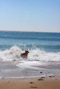golden retriever anna surprised by a wave france mediterranean sea