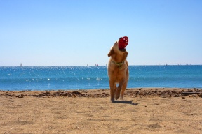 golden retriever anna playing at the beach
