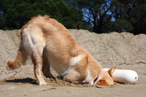 golden retriever dog digging