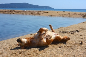 golden retriever dog shaking rubbing drying in sand beach