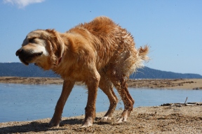 golden retriever dog anna shaking beach
