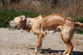 golden retriever dog anna shaking beach