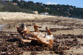 golden retriever putting on perfume beach rubbing in sand and algae fishy smell